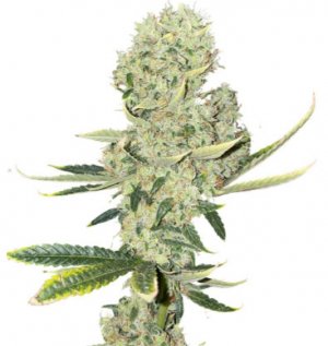 kali banner.jpg kali banner.jpg