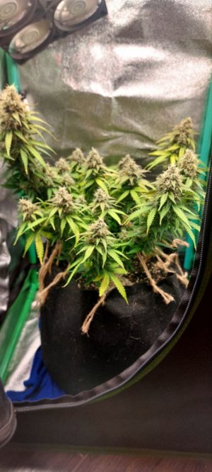 2023.12.19 - 76 день(пролив водой, правка PH).jpg 2023.12.19 - 76 день(пролив водой, правка PH).jpg