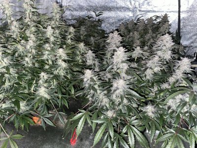 41B64150-3E02-4378-8764-2ACEE81B9317.jpeg 41B64150-3E02-4378-8764-2ACEE81B9317.jpeg