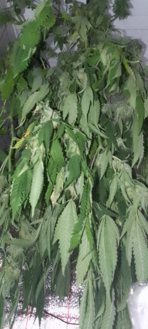 IMG_20231221_175936_590.jpg IMG_20231221_175936_590.jpg