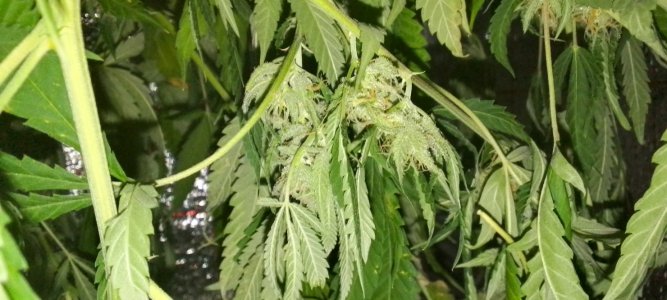 IMG_20231221_180122_175.jpg IMG_20231221_180122_175.jpg