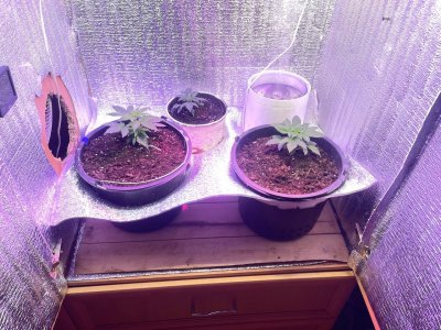 3202262f-3184-4531-b920-430ba6c0e096.jpg 3202262f-3184-4531-b920-430ba6c0e096.jpg