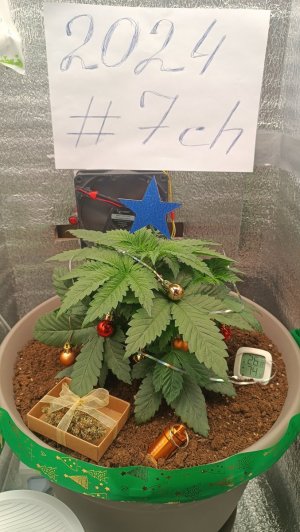 IMG_20231225_075404.jpg IMG_20231225_075404.jpg