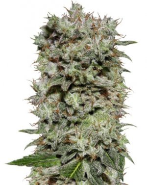 white widow.jpg white widow.jpg