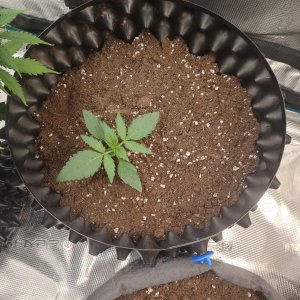 IMG20240101145810.jpg IMG20240101145810.jpg