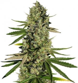 dosvidos.jpg dosvidos.jpg