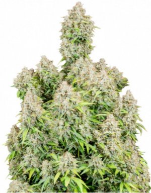 cinderella.jpg cinderella.jpg