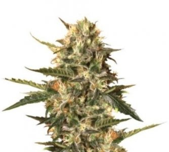 royal gorilla.jpg royal gorilla.jpg