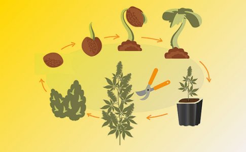 Выращивание конопли – что это и как? Выращивание конопли – что это и как?