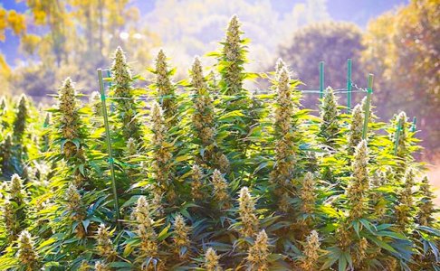 Vyrashhivanie-konopli-v-otkrytom-grunte.jpg Vyrashhivanie-konopli-v-otkrytom-grunte.jpg