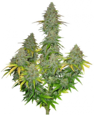 1704546446948.png 1704546446948.png