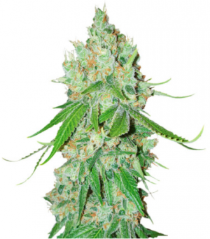 1704546683826.png 1704546683826.png