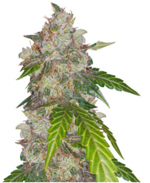 1704547415492.png 1704547415492.png