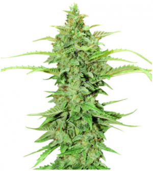 1704562261706.png 1704562261706.png