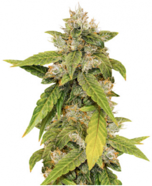 1704562957408.png 1704562957408.png