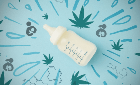 Конопля и кормление грудью Конопля и кормление грудью