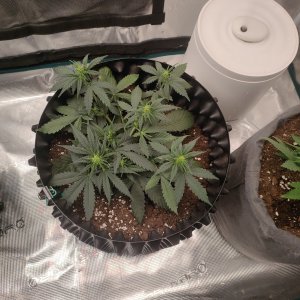 IMG20240114185746.jpg IMG20240114185746.jpg