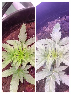 photo1705325845 (2).jpeg