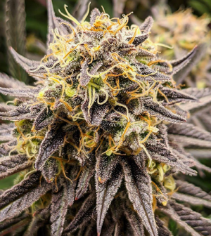 1705498833895.png 1705498833895.png