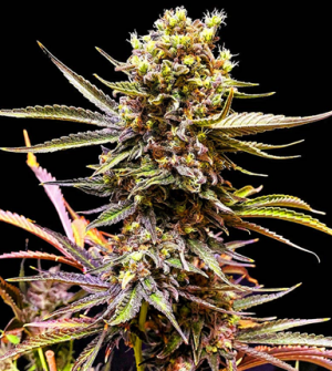 1705498948319.png 1705498948319.png