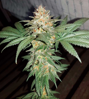 1705576930843.png 1705576930843.png