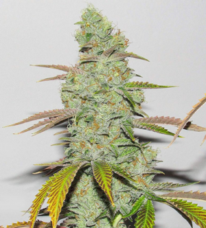 1705576943854.png 1705576943854.png