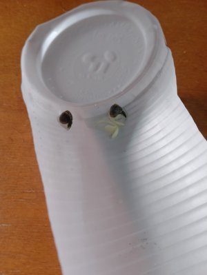 IMG_20240111_091253.jpg IMG_20240111_091253.jpg