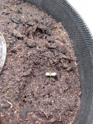 IMG_20240112_134103.jpg IMG_20240112_134103.jpg