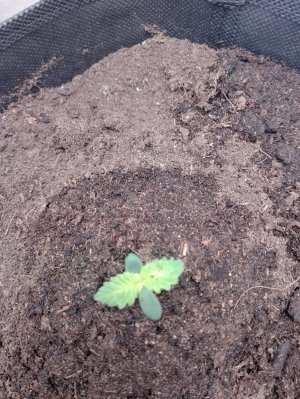 IMG_20240116_011025.jpg IMG_20240116_011025.jpg