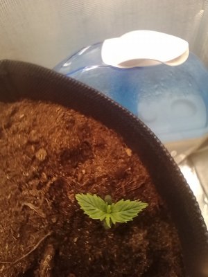 IMG_20240116_134719.jpg IMG_20240116_134719.jpg