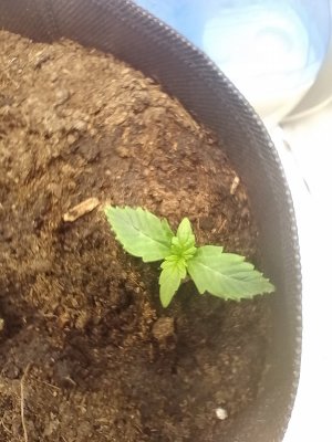 IMG_20240118_143805.jpg IMG_20240118_143805.jpg