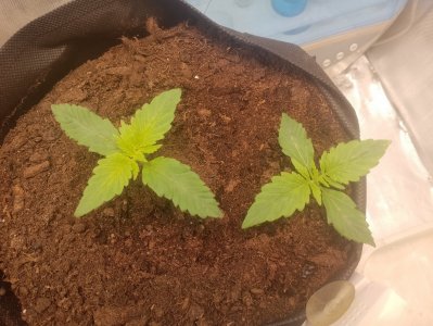 IMG_20240121_092708.jpg IMG_20240121_092708.jpg