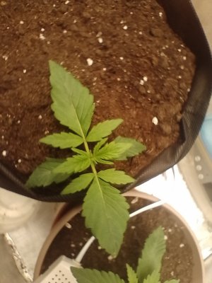 IMG_20240123_063221.jpg IMG_20240123_063221.jpg