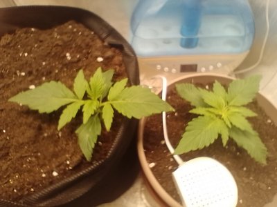 IMG_20240123_063210.jpg IMG_20240123_063210.jpg