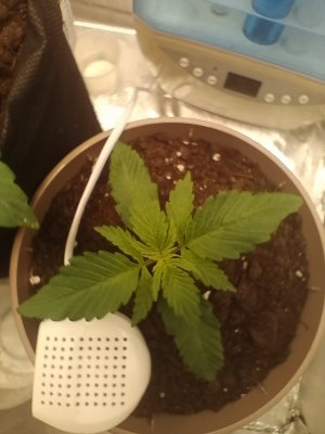 IMG_20240123_063216.jpg IMG_20240123_063216.jpg