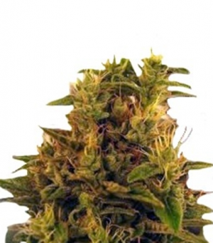 1706013380531.png 1706013380531.png