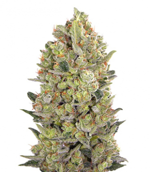 1706013400813.png 1706013400813.png