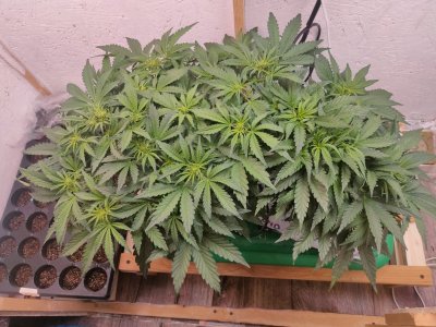 IMG20240123163631.jpg IMG20240123163631.jpg