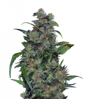 1706124167058.png 1706124167058.png