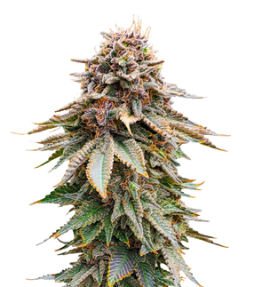 1706124184839.png 1706124184839.png