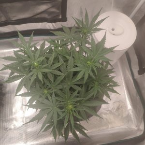 IMG20240125193145.jpg IMG20240125193145.jpg