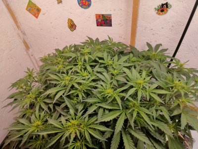 IMG20240127183003.jpg IMG20240127183003.jpg