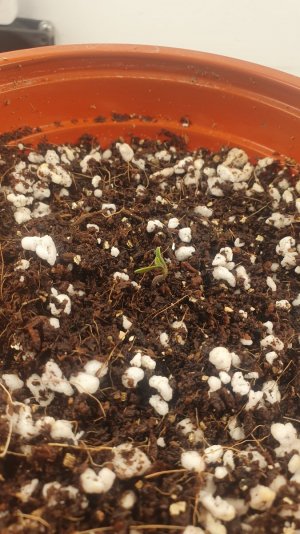 20240129_111905.jpg 20240129_111905.jpg