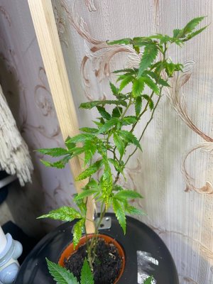 Растение 3.jpeg