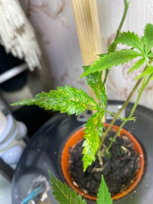 Трабл растения 3.jpeg