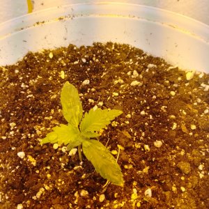 IMG_20240203_101028_014.jpg IMG_20240203_101028_014.jpg