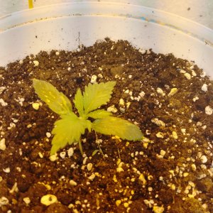 IMG_20240204_120953_498.jpg IMG_20240204_120953_498.jpg