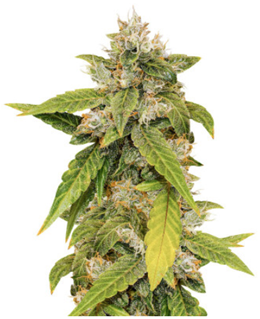 1707151878343.png 1707151878343.png