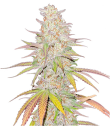 1707286031773.png 1707286031773.png