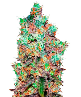 1707286036044.png 1707286036044.png